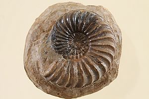 Ammoniten 3494